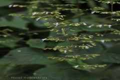 Plectranthus wightii
